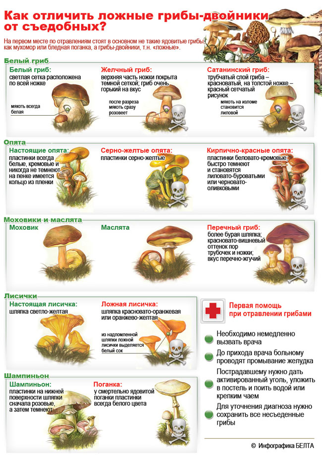 Как оличить ложные грибы-двойники от съедобных. Инфографика БЕЛТА.