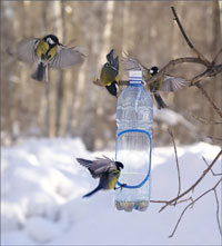Помогите птицам пережить зиму!