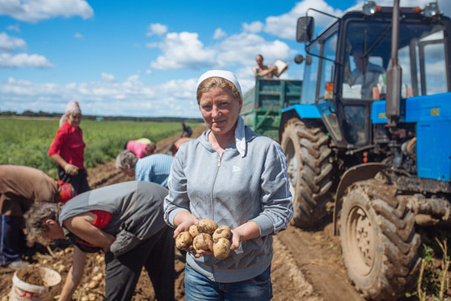 В ОАО «Кушлики» – одном из крупнейших картофелеводческих сельхозпредприятий Полоцкого района – началась уборка раннего картофеля и отгрузка его в торговые предприятия нашего региона